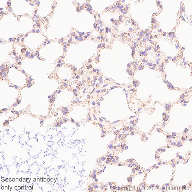 Immunohistochemistry (Formalin/PFA-fixed paraffin-embedded sections) - Anti-LONP1/Lon antibody [EPR28510-62] - BSA and Azide free (AB317562)