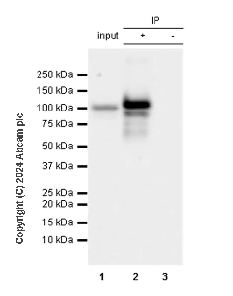 Immunoprecipitation - Anti-LONP1/Lon antibody [EPR28510-62] - BSA and Azide free (AB317562)