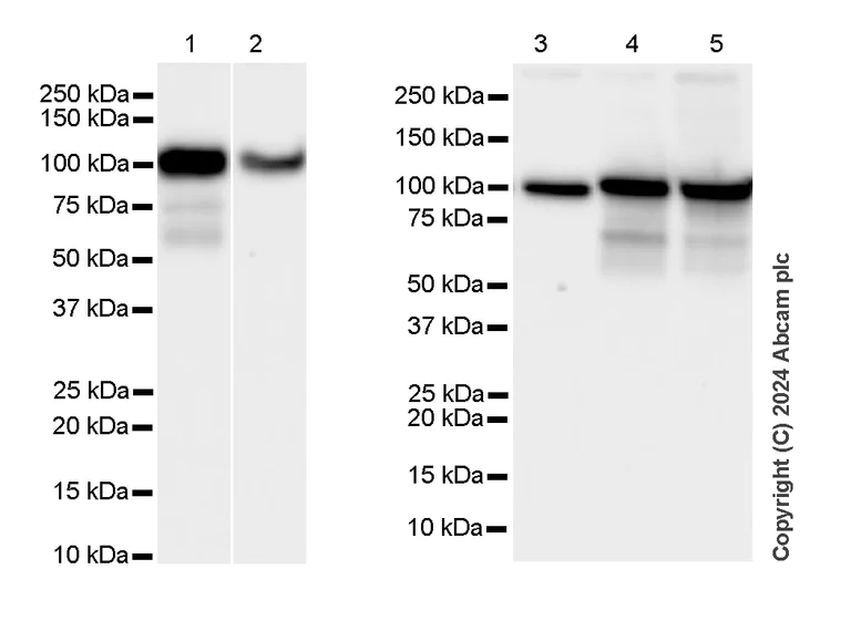 Western blot - Anti-LONP1/Lon antibody [EPR28510-62] - BSA and Azide free (AB317562)