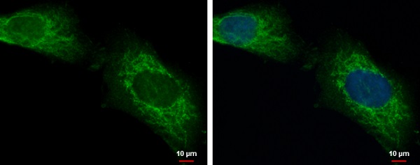 Immunocytochemistry/ Immunofluorescence - Anti-LONRF2 antibody (AB229210), expandable thumbnail