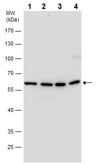 Western blot - Anti-LONRF2 antibody (AB229210), expandable thumbnail
