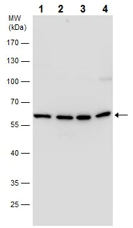 Western blot - Anti-LONRF2 antibody (AB229210)