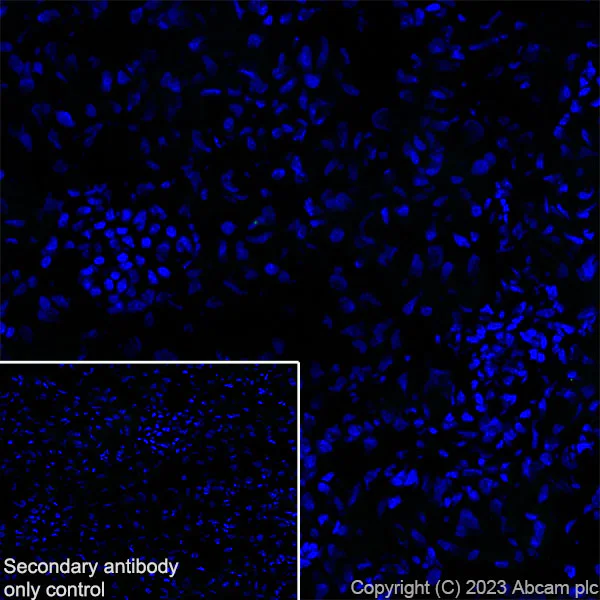 Immunohistochemistry (Frozen sections) - Anti-Loricrin antibody [EPR28296-23] - BSA and Azide free (AB315807)