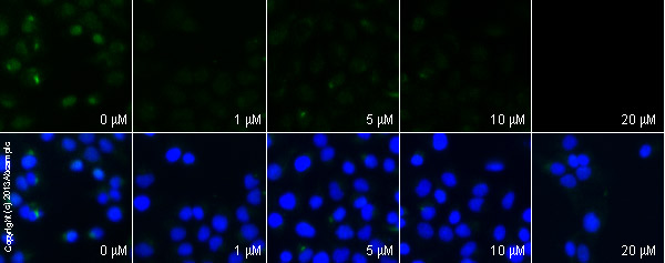 Functional Studies - Lovastatin (Mevinolin), HMG-CoA reductase inhibitor (AB120614), expandable thumbnail