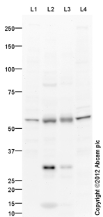 Western blot - Anti-LOX 1 antibody (AB126538)