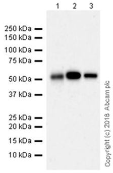 Western blot - Anti-LOX 1 antibody [EPR20750] (AB214427)