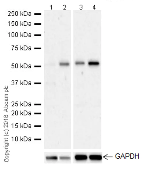 anti tirzepatide antibodies Anti-LOX 1 antibody [EPR20750] Rabbit monoclonal (ab214427)