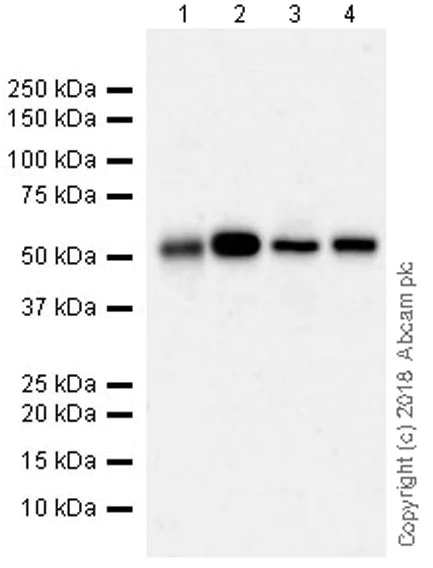 Western blot - Anti-LOX 1 antibody [EPR20750] - BSA and Azide free (AB234962)