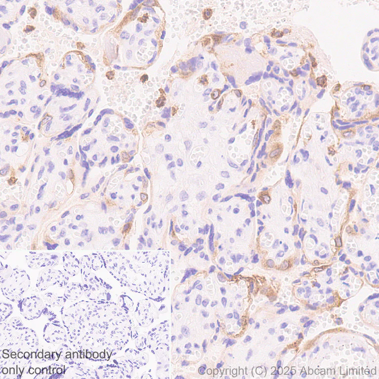 Immunohistochemistry (Formalin/PFA-fixed paraffin-embedded sections) - Anti-LOX 1 antibody [EPR27185-134] (AB325339)