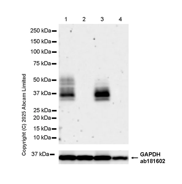 Western blot - Anti-LOX 1 antibody [EPR27185-134] - BSA and Azide free (AB325349)