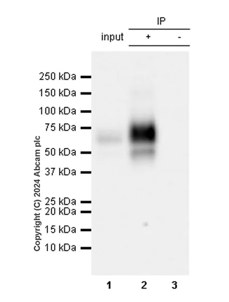 Immunoprecipitation - Anti-LOX 1 antibody [EPR27871-67] (AB317689)