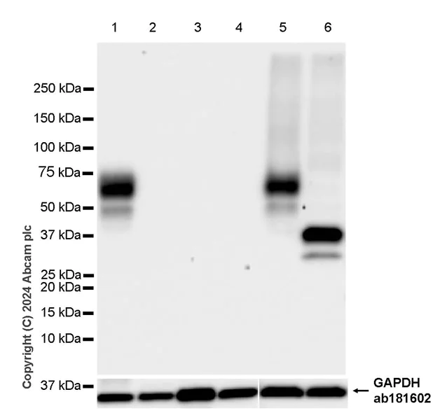 Western blot - Anti-LOX 1 antibody [EPR27871-67] (AB317689)