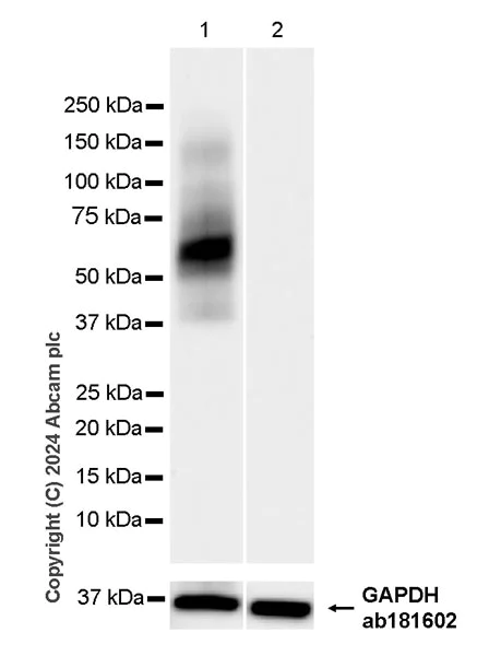 Western blot - Anti-LOX 1 antibody [EPR27871-67] (AB317689)