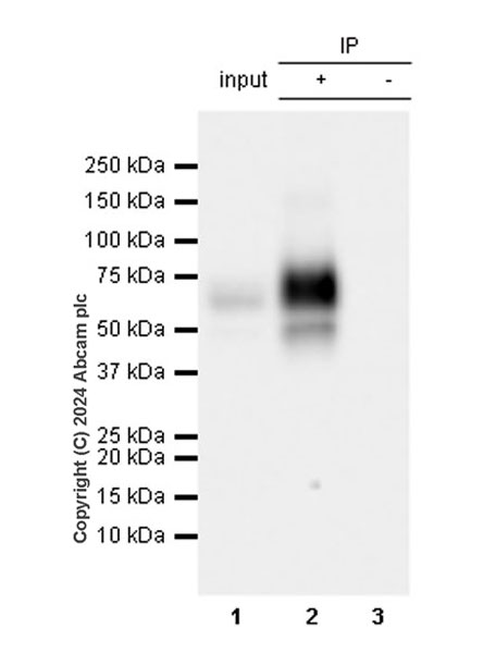 Immunoprecipitation - Anti-LOX 1 antibody [EPR27871-67] - BSA and Azide free (ab317690), expandable thumbnail