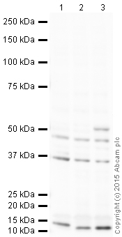 Western blot - Anti-LOX antibody (AB31238), expandable thumbnail