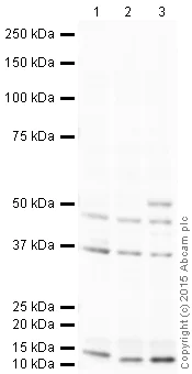 Western blot - Anti-LOX antibody (AB31238)