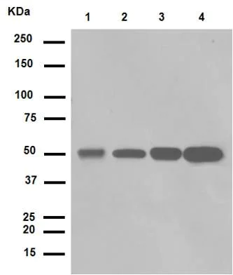 Western blot - Anti-LOX antibody [EPR4025] (AB174316)