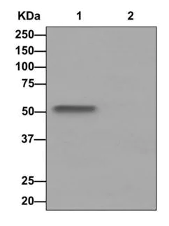 Immunoprecipitation - Anti-LOX antibody [EPR4025] - Low endotoxin, Azide free (AB219369)