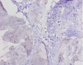 Immunohistochemistry (Formalin/PFA-fixed paraffin-embedded sections) - Anti-LOXL1 antibody (AB238152)