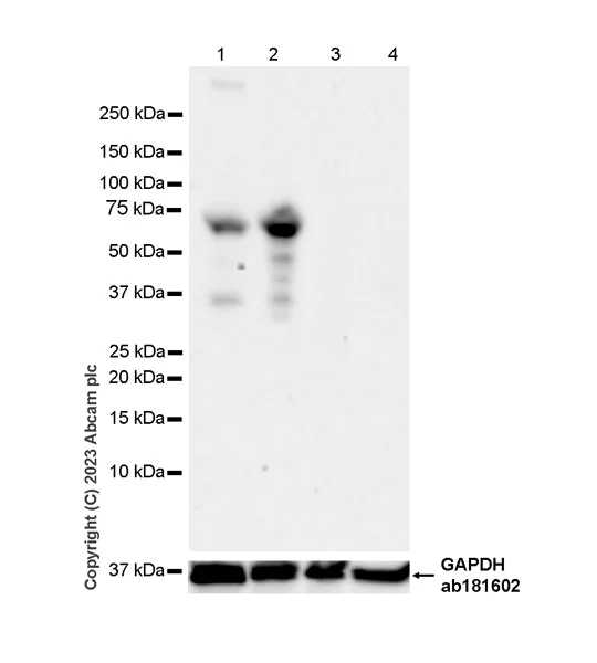 Western blot - Anti-LOXL1 antibody [EPR28297-2] - BSA and Azide free (AB313586)