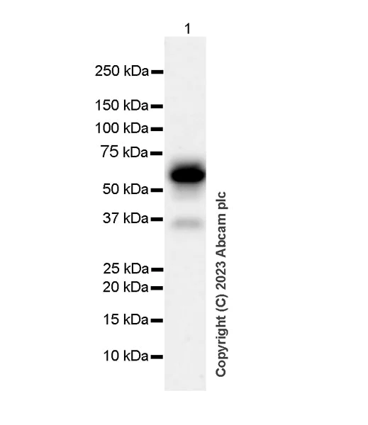 Western blot - Anti-LOXL1 antibody [EPR28297-2] - BSA and Azide free (AB313586)