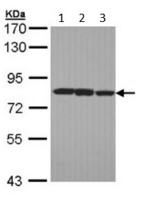 Western blot - Anti-LOXL2 antibody (AB197779), expandable thumbnail
