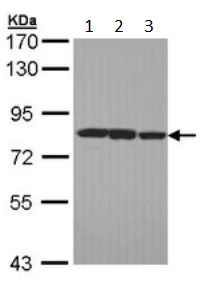 Western blot - Anti-LOXL2 antibody (AB197779)