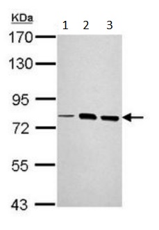 Western blot - Anti-LOXL2 antibody (AB197779), expandable thumbnail