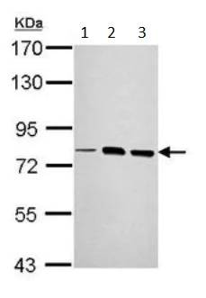 Western blot - Anti-LOXL2 antibody (AB197779)