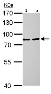 Western blot - Anti-LOXL2 antibody (AB197779)