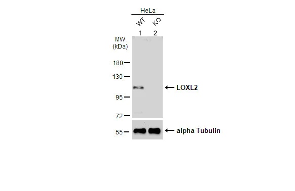 Western blot - Anti-LOXL2 antibody (AB96233)