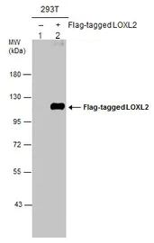 Western blot - Anti-LOXL2 antibody (AB96233)