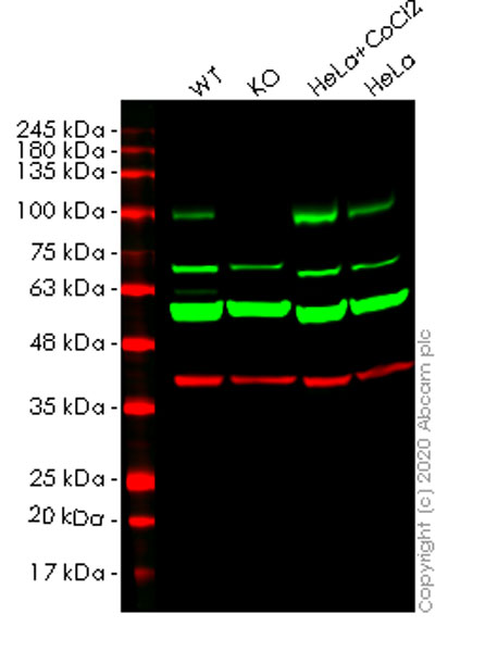 Anti-LOXL2 antibody [EPR12733] - C-terminal