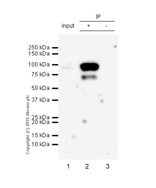 Immunoprecipitation - Anti-LOXL2 antibody [EPR23035-105] (AB260046), expandable thumbnail
