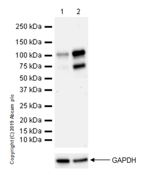 Western blot - Anti-LOXL2 antibody [EPR23035-105] (AB260046)
