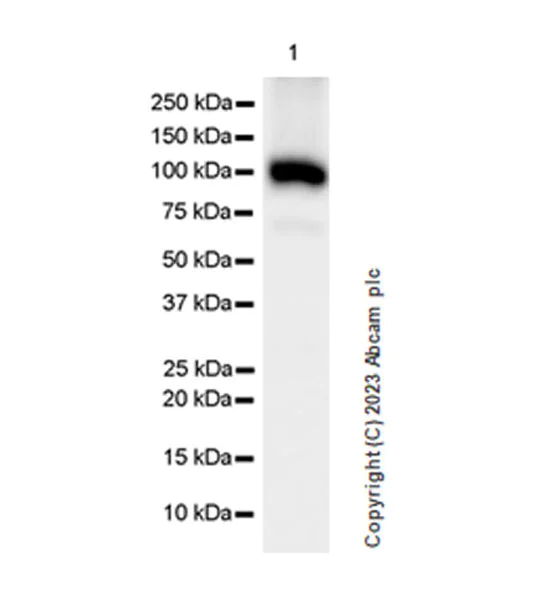 Western blot - Anti-LOXL2 antibody [EPR28298-7] (AB314140)