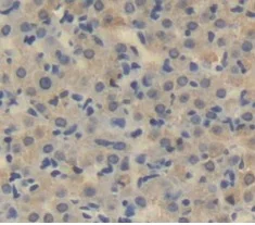 Immunohistochemistry (Formalin/PFA-fixed paraffin-embedded sections) - Anti-LOXL3 antibody (AB232878)