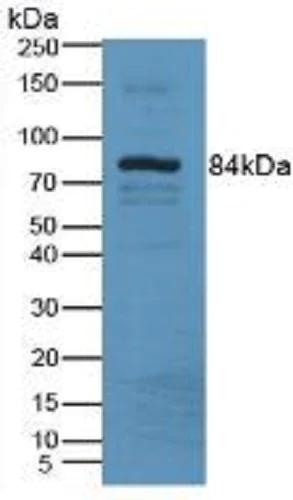 Western blot - Anti-LOXL3 antibody (AB232884)