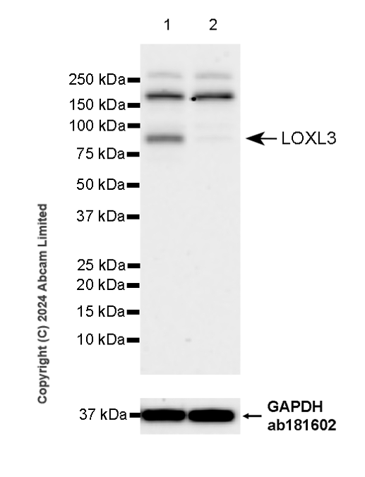 Western blot - Anti-LOXL3 antibody [EPR28299-24] (AB319041)