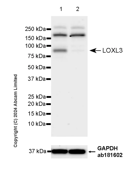 Western blot - Anti-LOXL3 antibody [EPR28299-24] (AB319041)