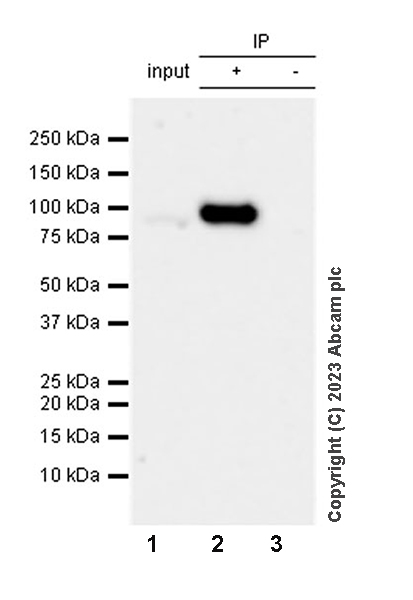 Immunoprecipitation - Anti-LOXL4 antibody [EPR28300-90] (AB313797), expandable thumbnail