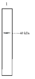 Western blot - Anti-LPA-3 antibody (AB23692)