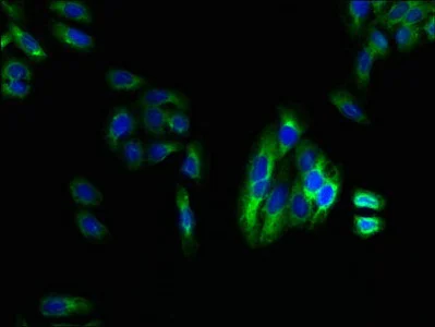 Immunocytochemistry/ Immunofluorescence - Anti-LPA-4 antibody (AB236731)