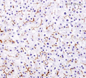 Immunohistochemistry (Formalin/PFA-fixed paraffin-embedded sections) - Anti-LPCAT-2 antibody (AB224244)