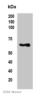 Western blot - Anti-LPCAT-2 antibody (AB224244)