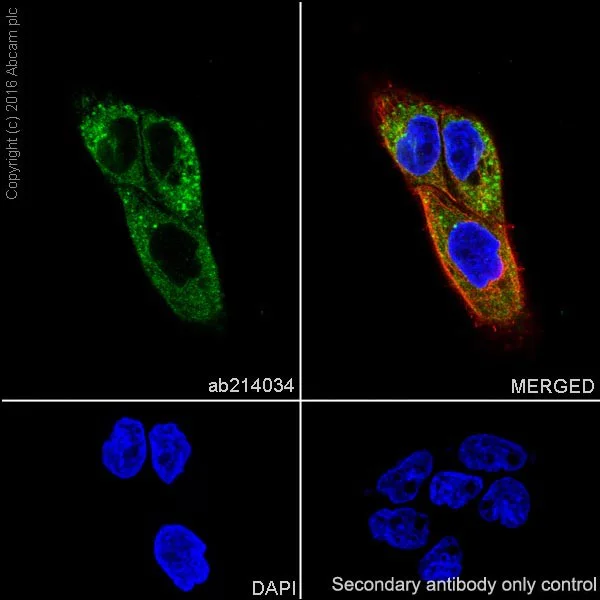 Immunocytochemistry/ Immunofluorescence - Anti-LPCAT1 antibody [EPR19882] - BSA and Azide free (AB251545)
