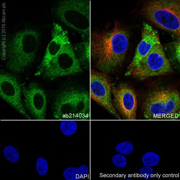 Immunocytochemistry/ Immunofluorescence - Anti-LPCAT1 antibody [EPR19882] - BSA and Azide free (AB251545)