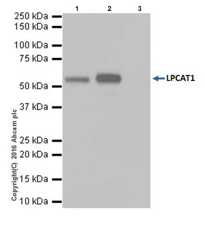 Immunoprecipitation - Anti-LPCAT1 antibody [EPR19882] - BSA and Azide free (ab251545), expandable thumbnail