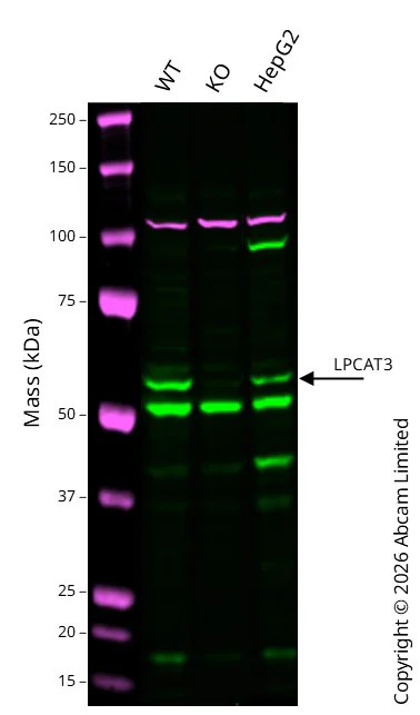 Western blot - Anti-LPCAT3 antibody [6-2#] (AB239585)