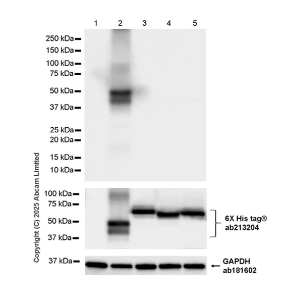 Western blot - Anti-LPCAT3 antibody [EPR28798-172] (AB324941)